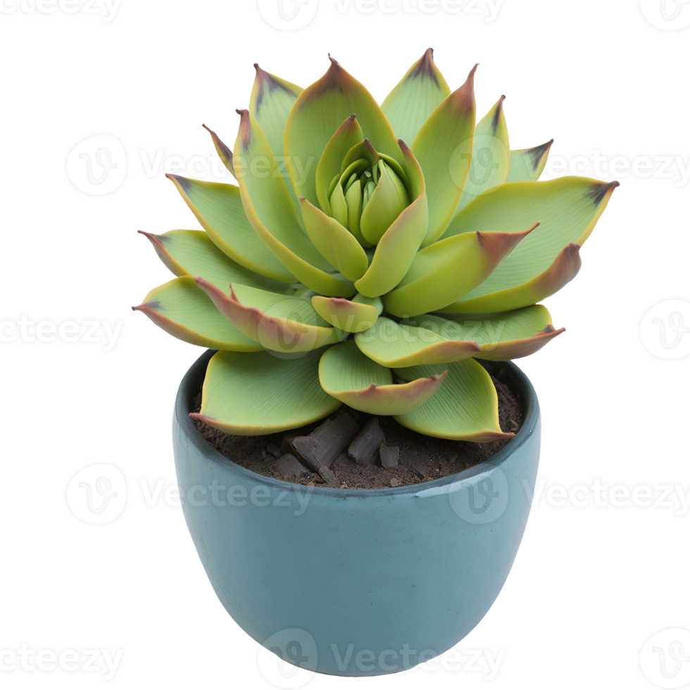 Echeveria plant in ceramic vase isolated on transparent background png
