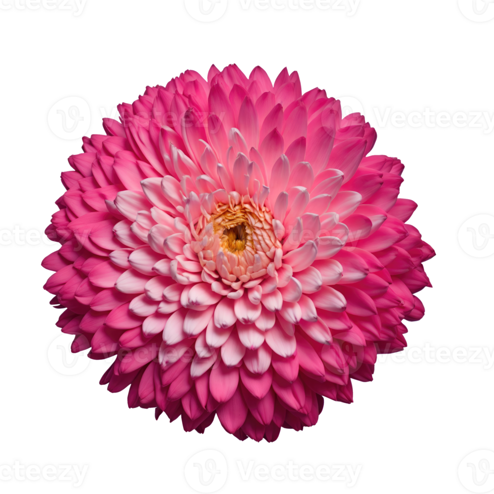 Beautiful chrysanthemum flower isolated on transparent background png