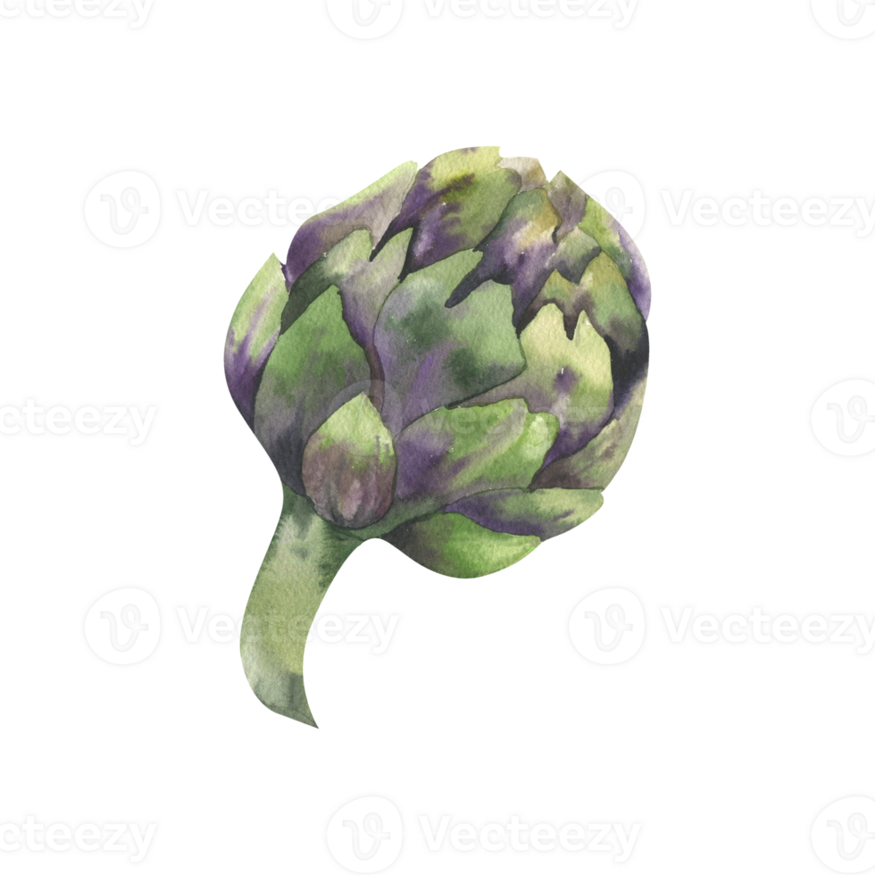 Artichoke green vegetable watercolor illustration. Hand drawn vegetarian food clipart, cabbage painting for grocery shop, product packing, label, logo design png