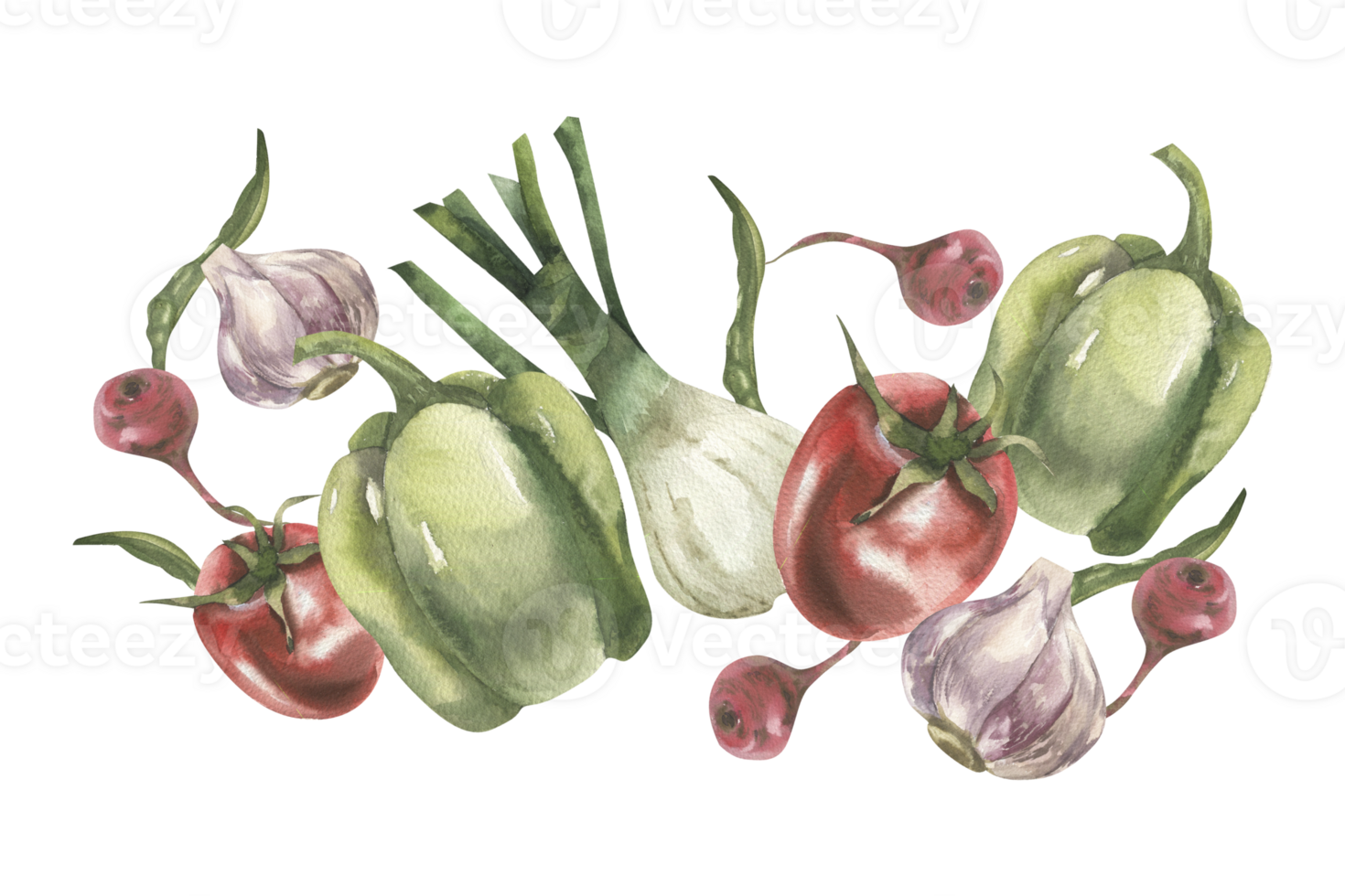 Vegetables watercolor banner with fresh pepper, garlic, red tomato and onion shallot, peace illustration. Hand drawn vegan food clipart for placemat, packing, grocery label, logo design png