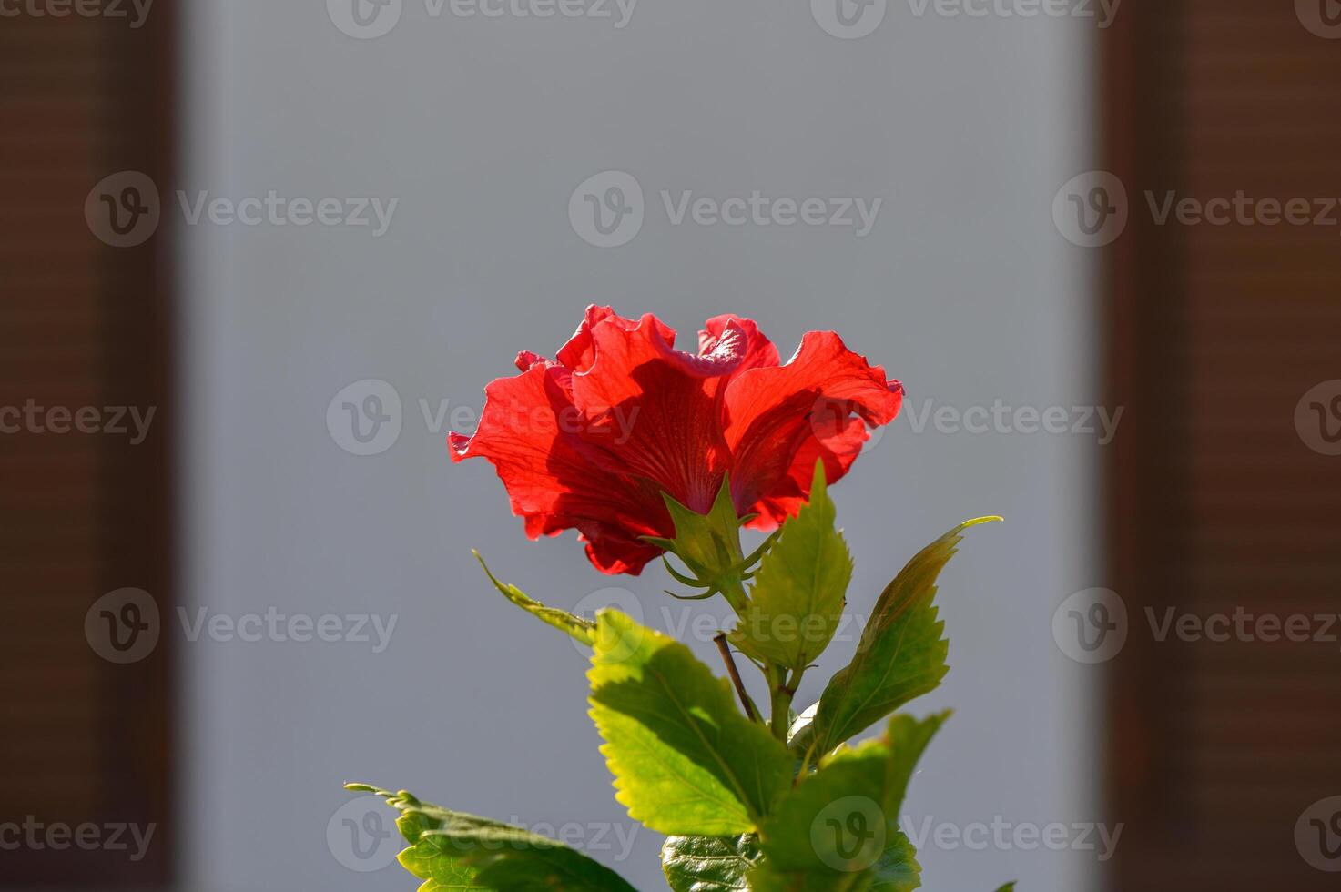 Bright red hibiscus flower blooming against a soft background in a sunlit garden setting photo