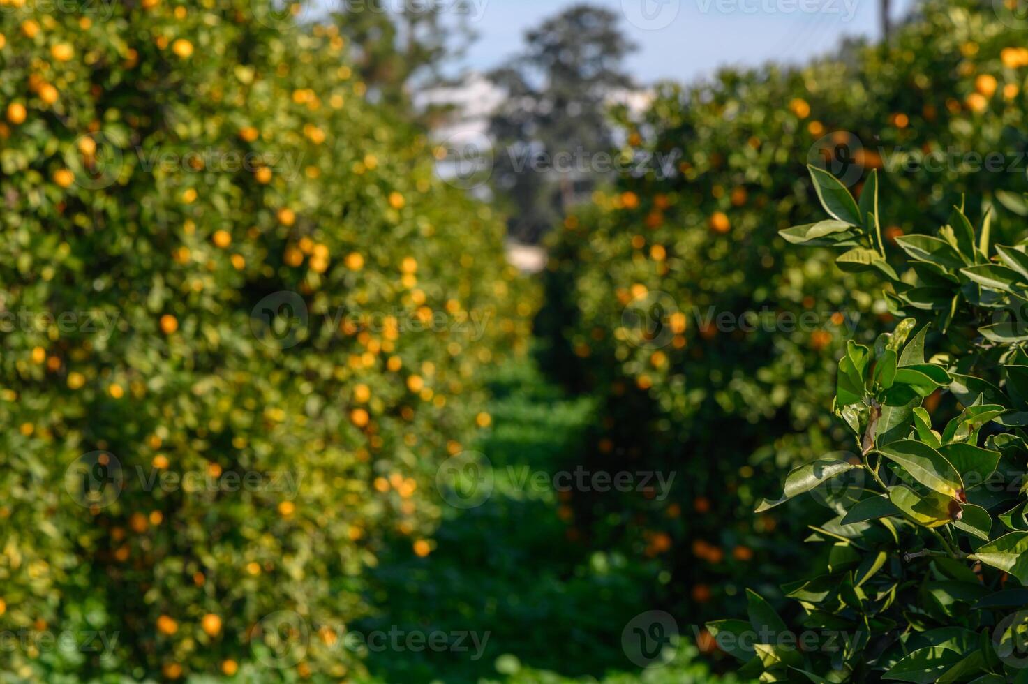 Vibrant orange grove among lush greenery under bright sunlight in a serene countryside setting photo