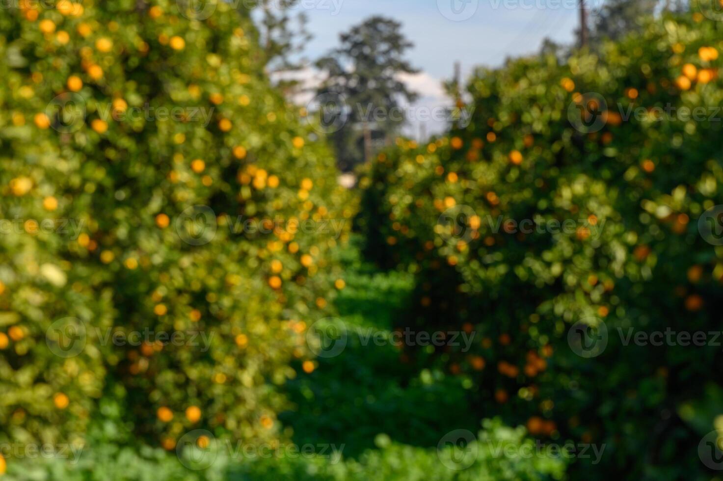 Lush citrus orchard on a sunny day with vibrant fruits ready for harvest photo
