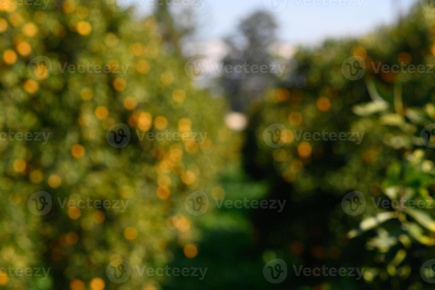 Golden citrus grove captures the essence of sunny harvest days in late summer photo