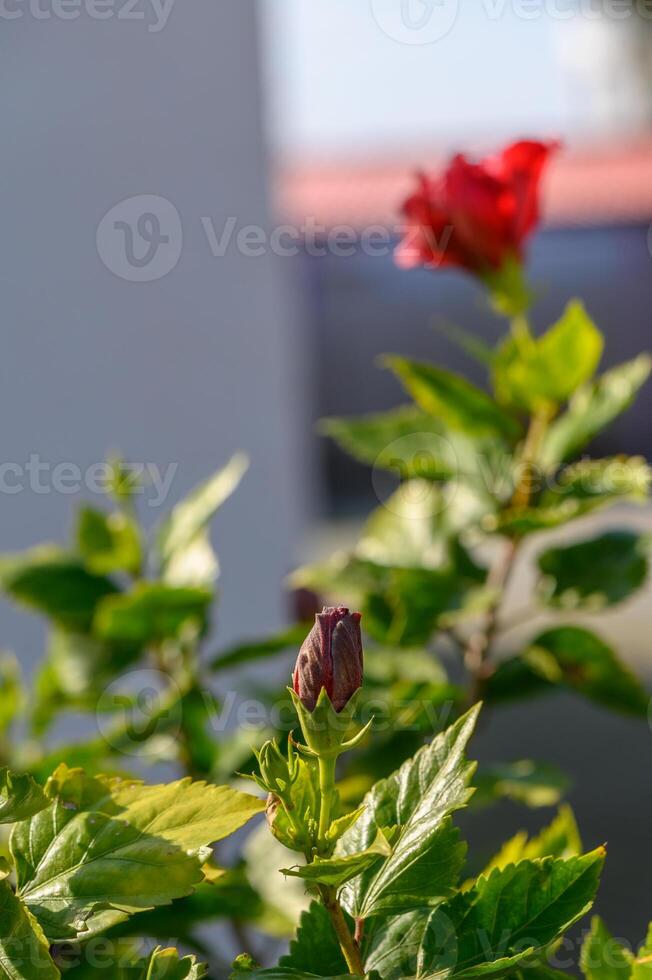 Vibrant red hibiscus blooms against a blurred background in bright sunlight photo