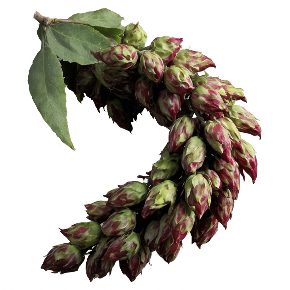 Unique floral arrangement of buds in maroon and green hues, forming a crescent shape. png