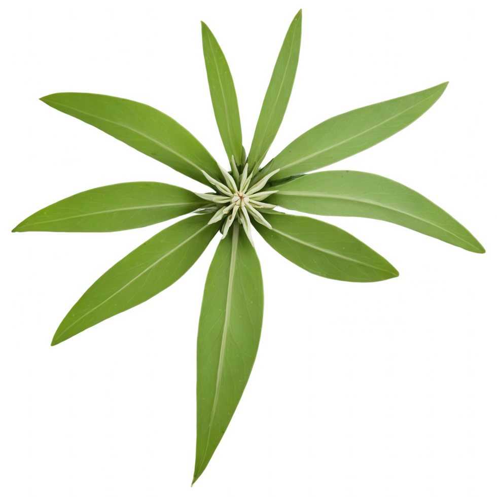 A vibrant green plant with eight leaves radiating from a central bud, resembling a starburst. png