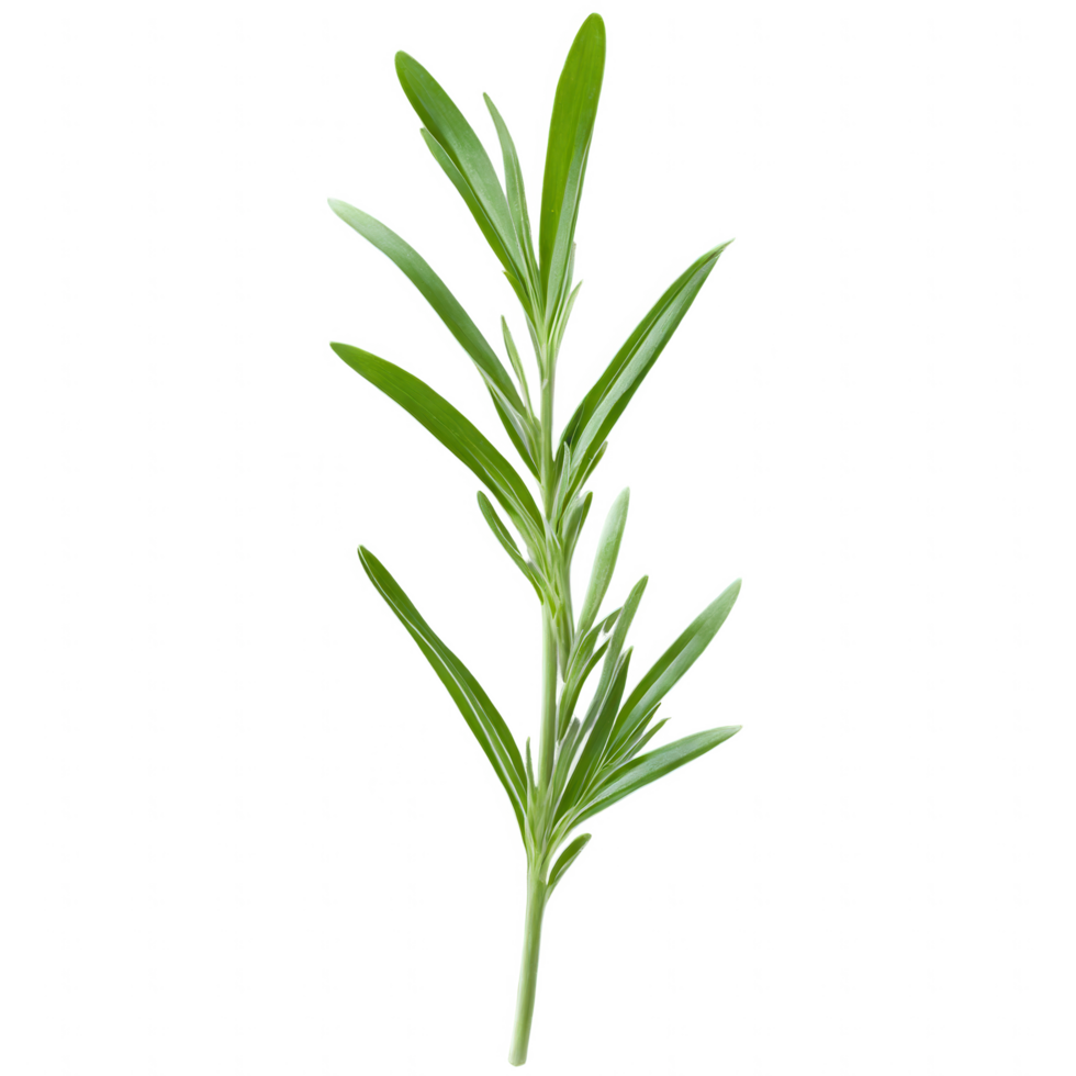 A sprig of fresh, green herb with slender leaves. png
