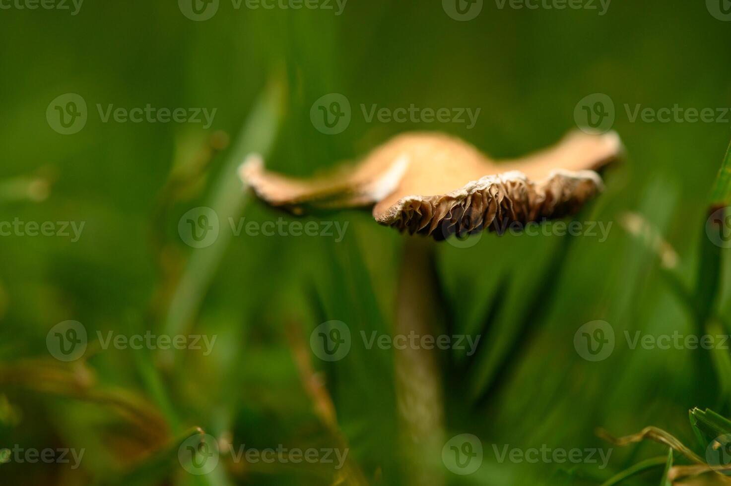 Mushroom thriving amidst lush green grass in the early morning light photo