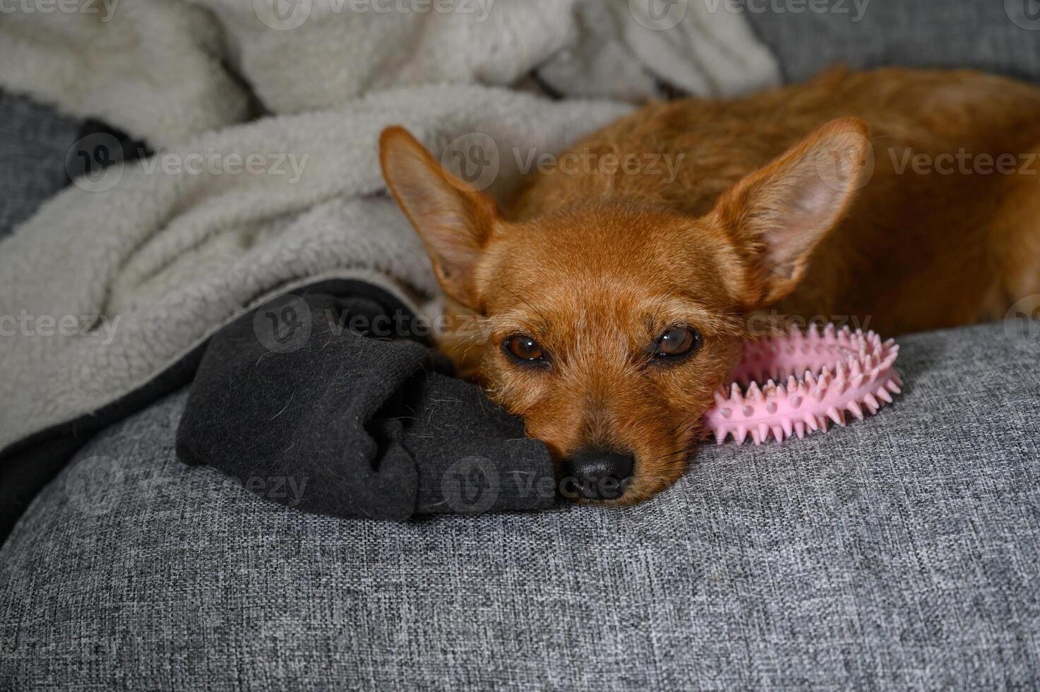 Charming dog relaxes on cozy couch with playful toys in a comfortable home setting photo