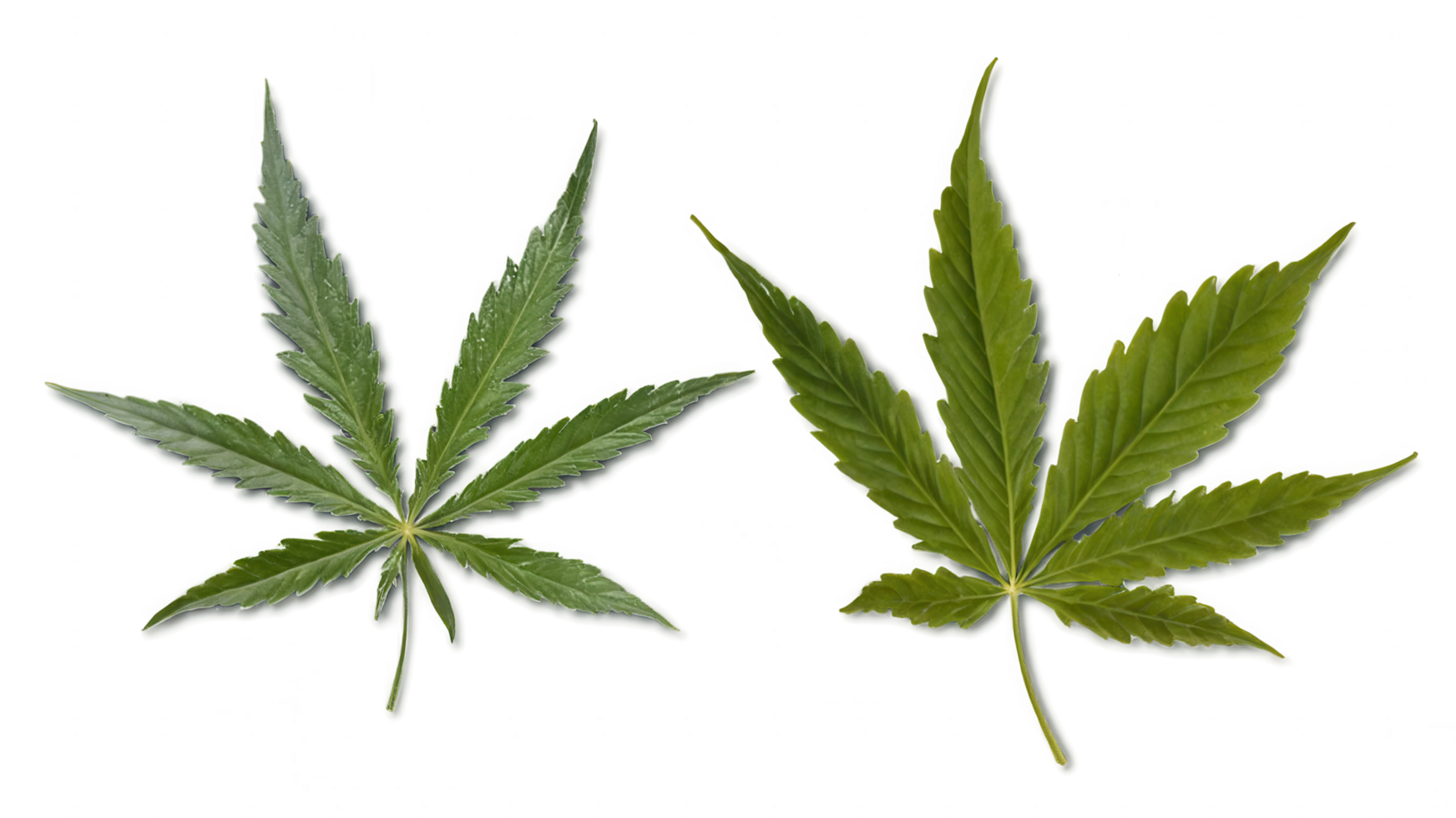 Two cannabis leaves, showcasing variation in size and shape. png