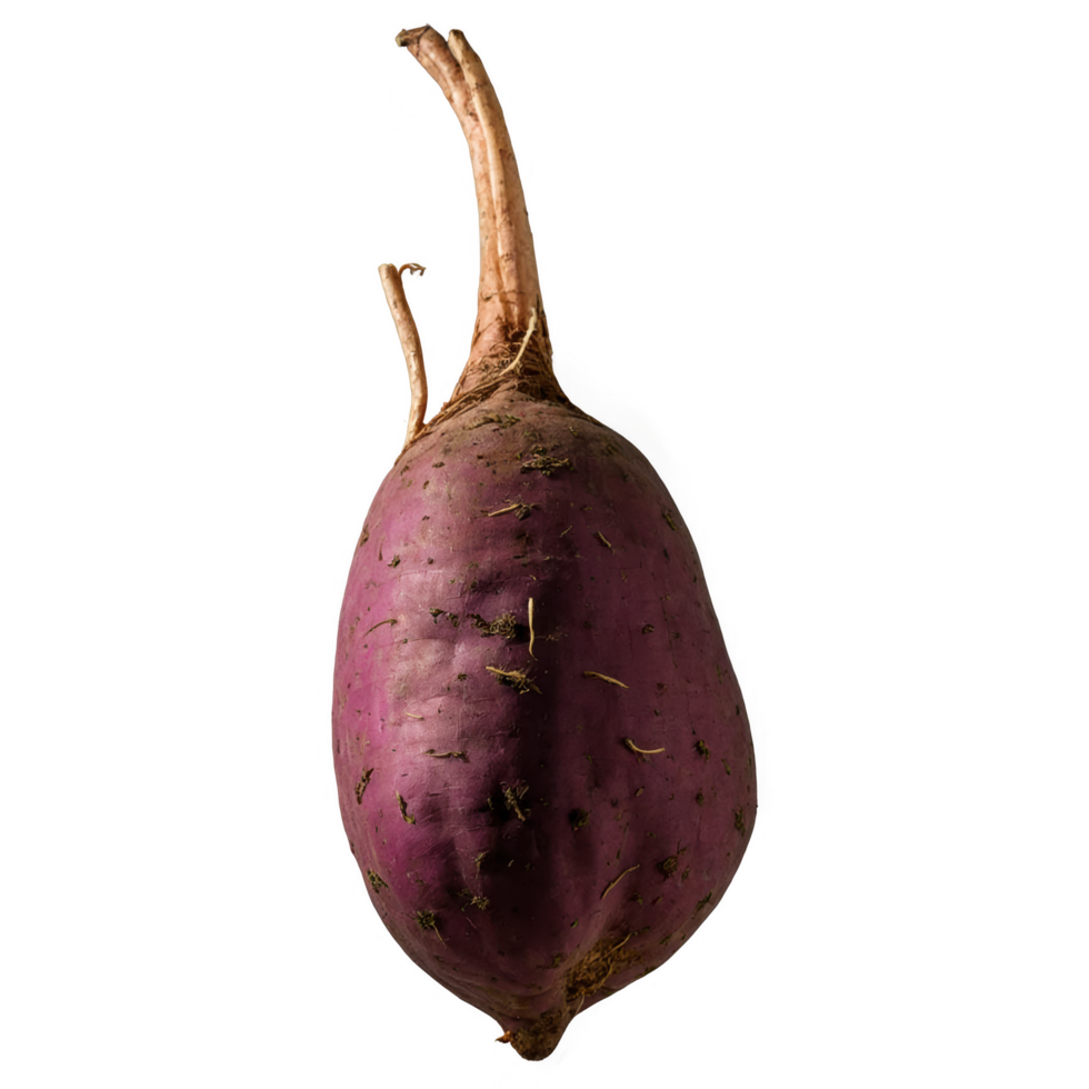 A single, dark purple root vegetable with a long, slender stem. png