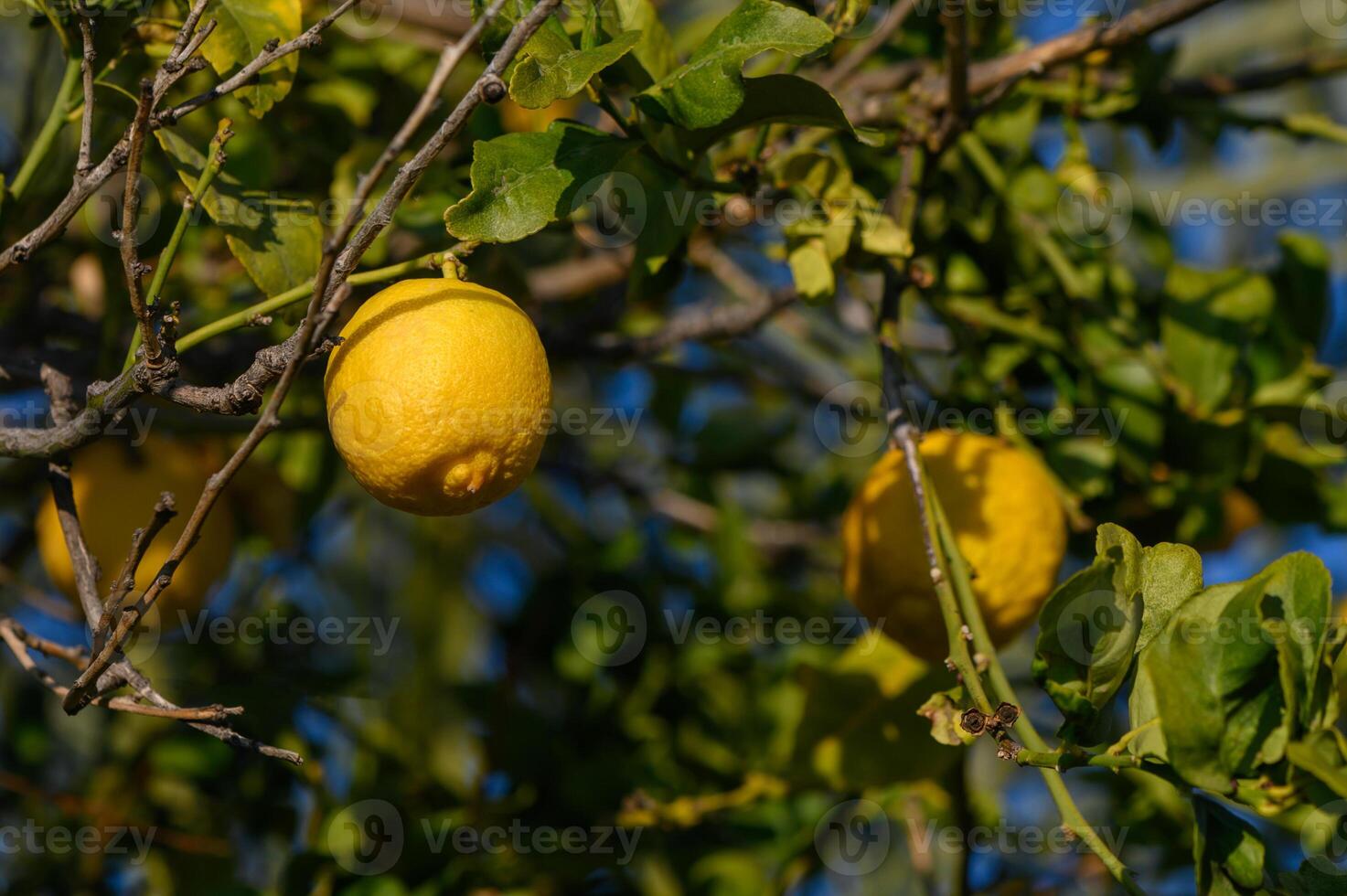 Juicy lemons hanging on a vibrant tree basking in the warm sunlight of a bright afternoon photo