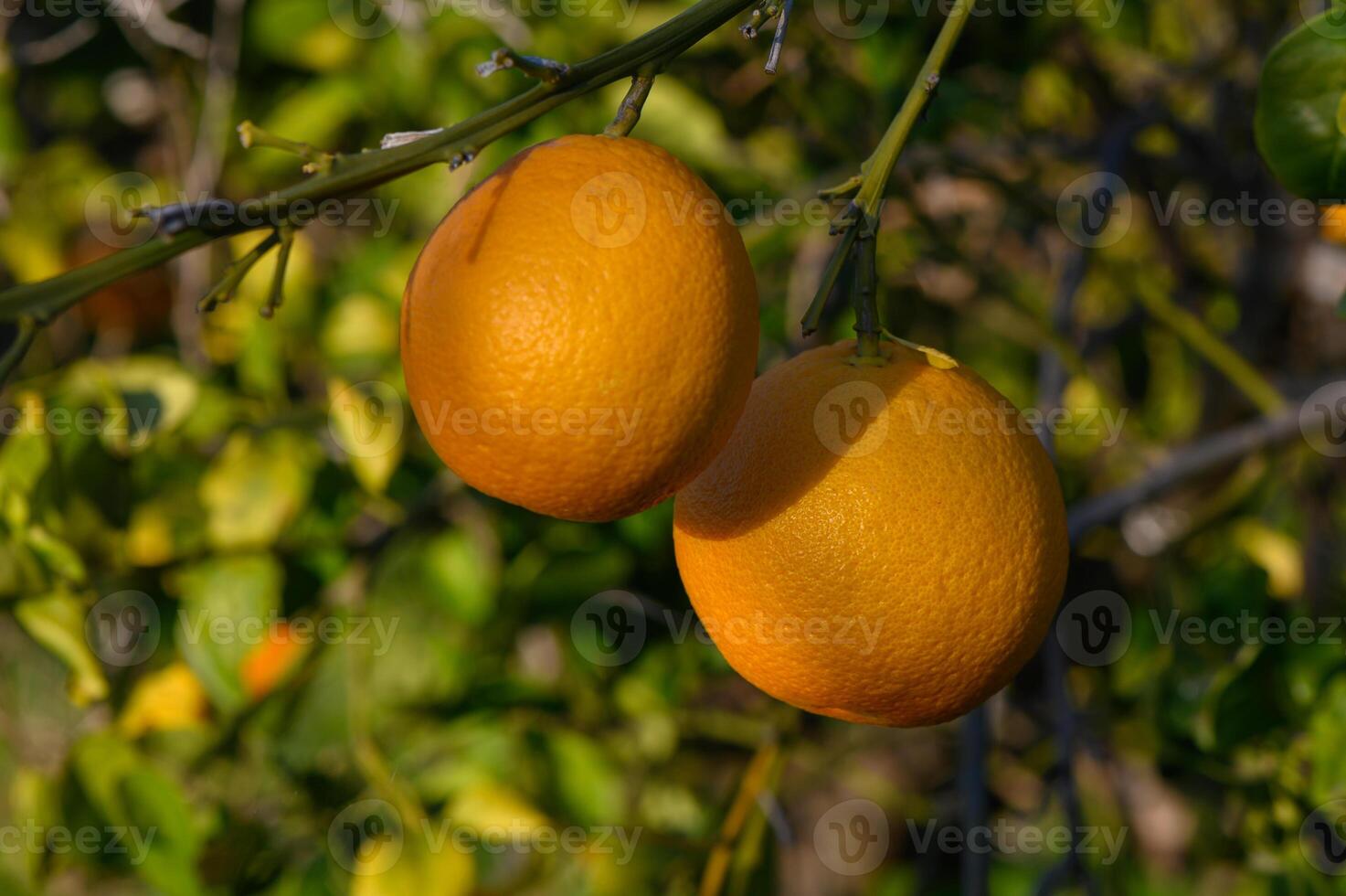 Oranges ripening in the warm sun of a vibrant citrus grove during a golden afternoon photo