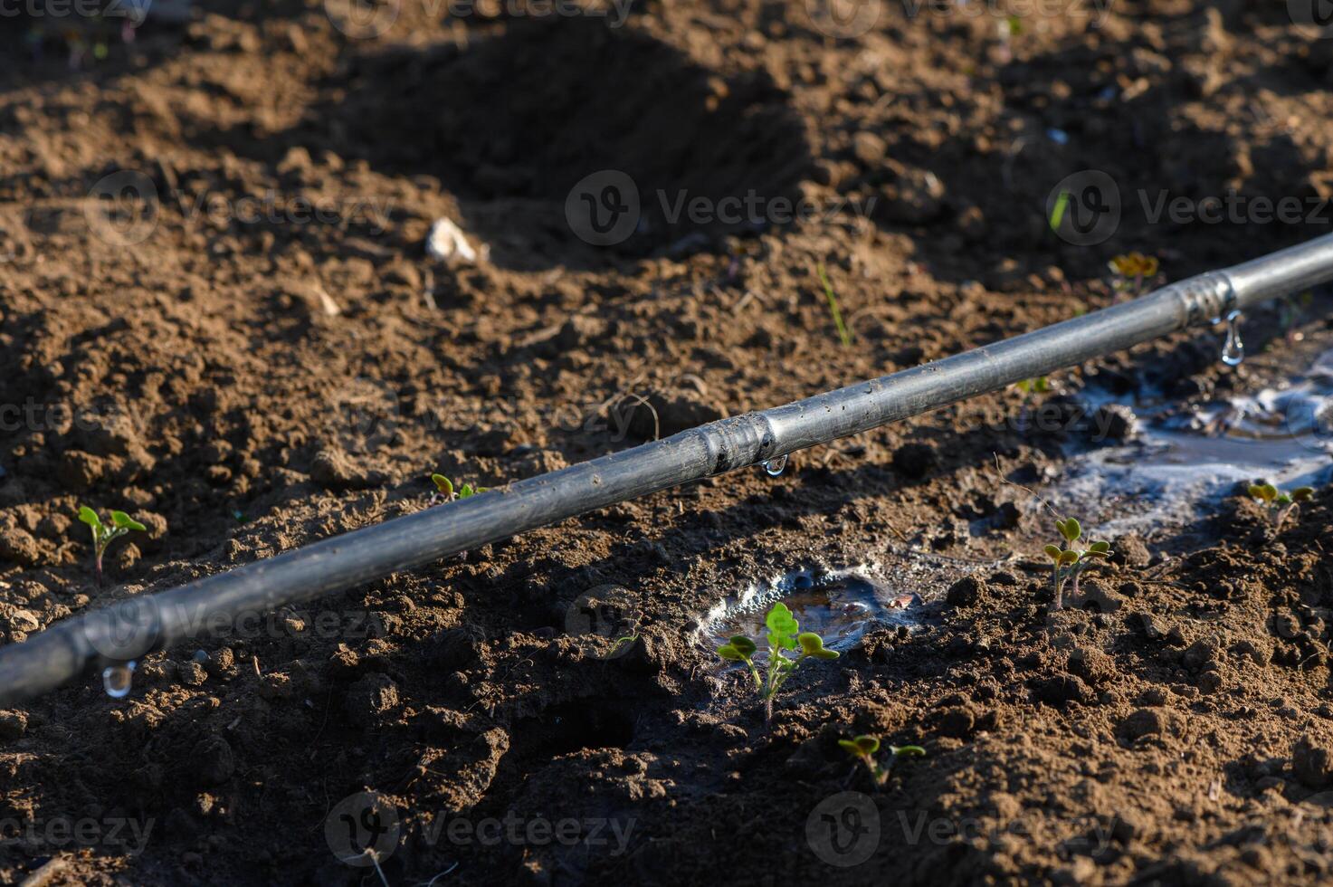 Water drips from irrigation pipe in a sunlit field, nourishing young plants and enriching the soil photo