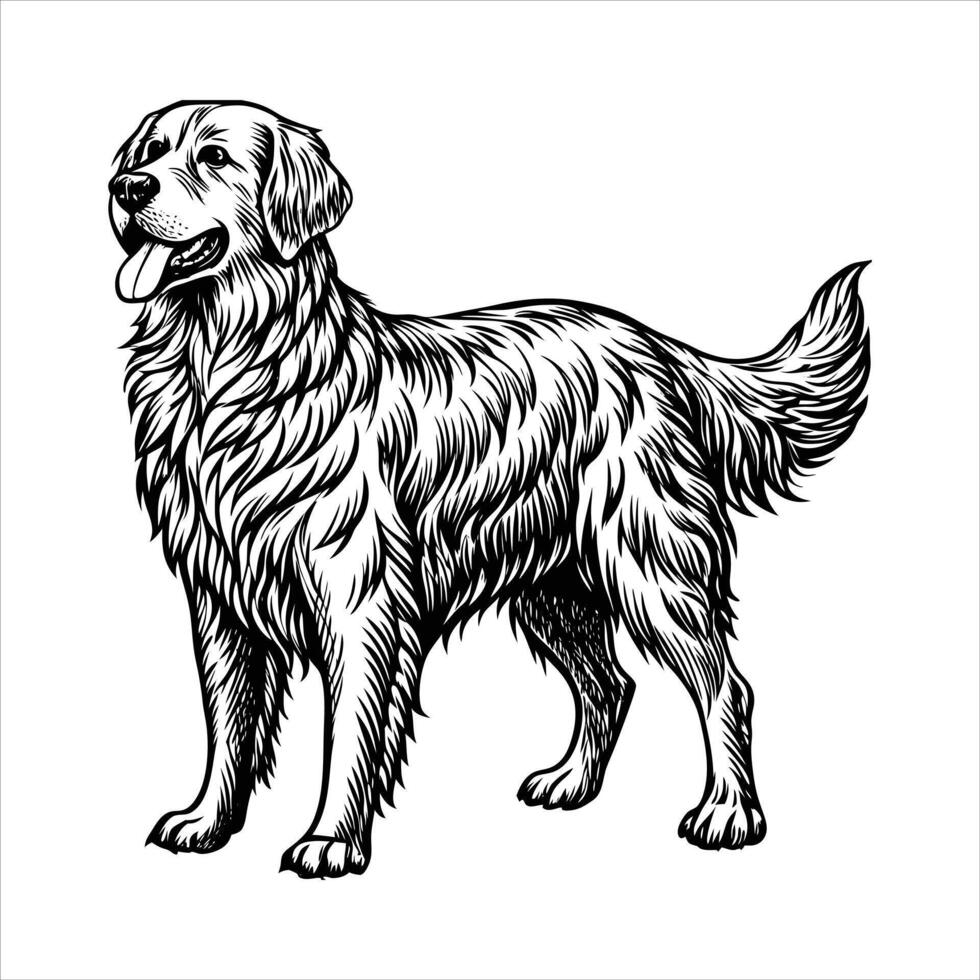 Golden Retriever Standing vector
