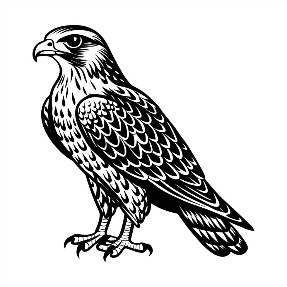 ferruginous hawk bird vector