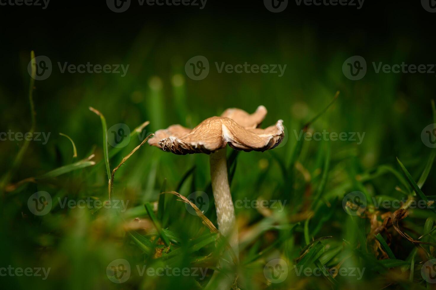 Unique mushroom emerges gracefully from rich green grass in a dimly lit garden photo