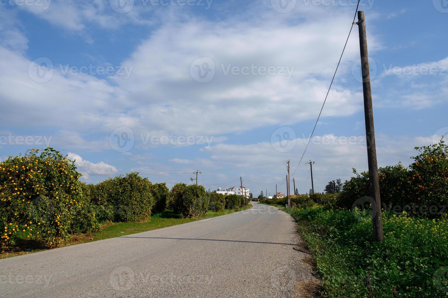 Exploring a tranquil rural road lined with fruit trees under a vast blue sky photo
