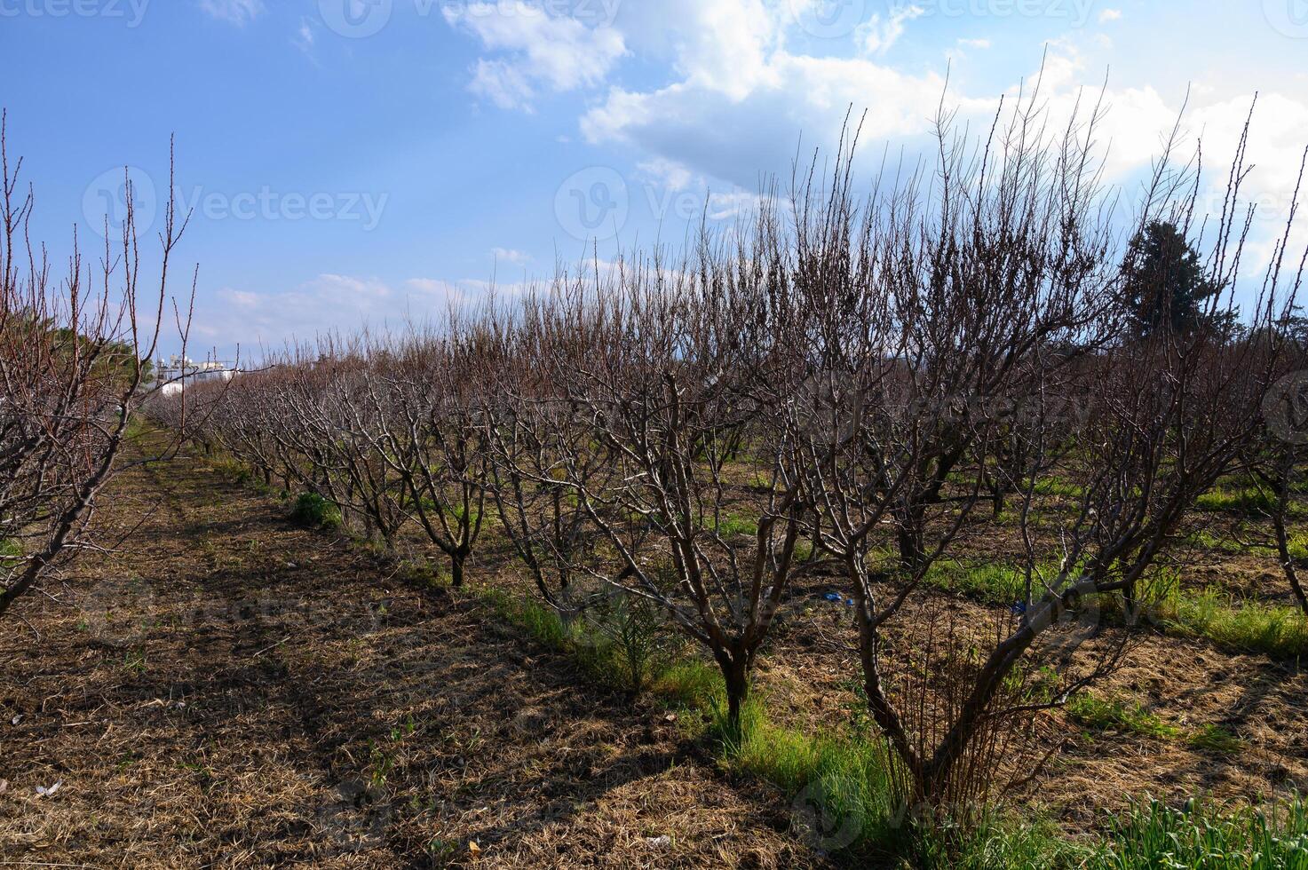 Vast orchard of dormant trees under a bright sky in early springtime nature setting photo