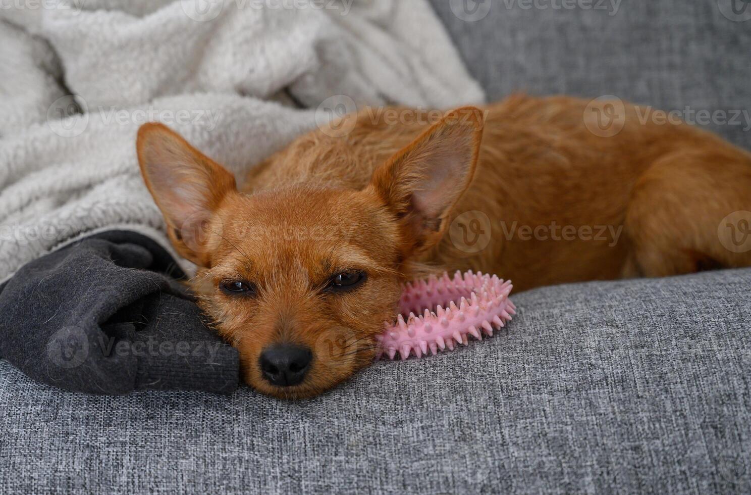 Cozy dog napping on a gray couch with a toy and a sock during a lazy afternoon photo