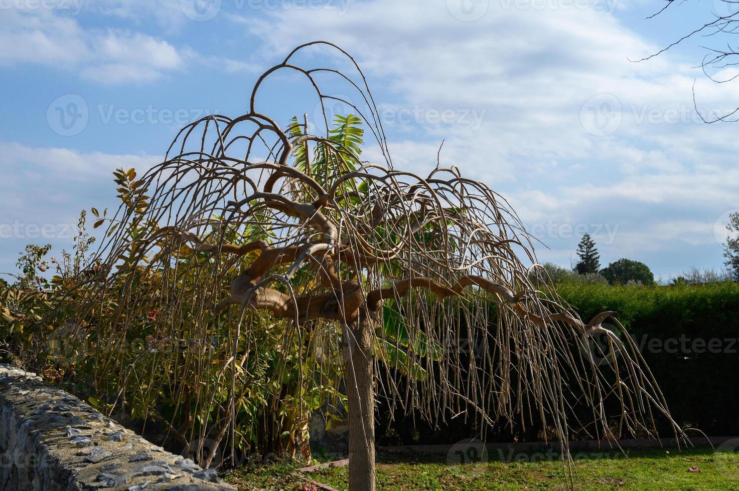 Elegant weeping tree sways gracefully under a serene sky in a tranquil garden oasis photo
