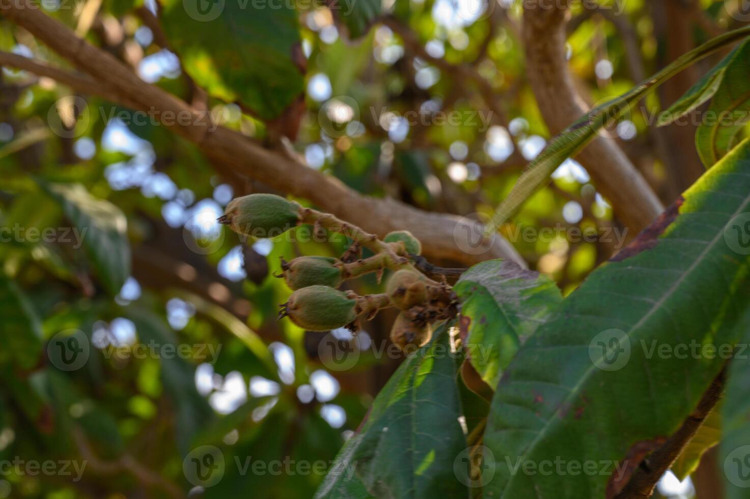 Discovering the vibrant beauty of young fruit clusters in a lush garden during a sunny afternoon photo