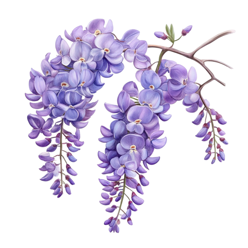 Close-Up of Purple Wisteria Flowers png