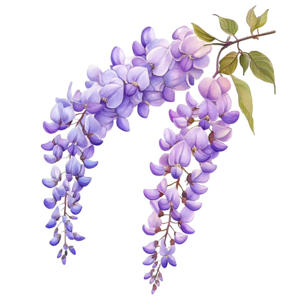Soft Purple Wisteria Cluster png