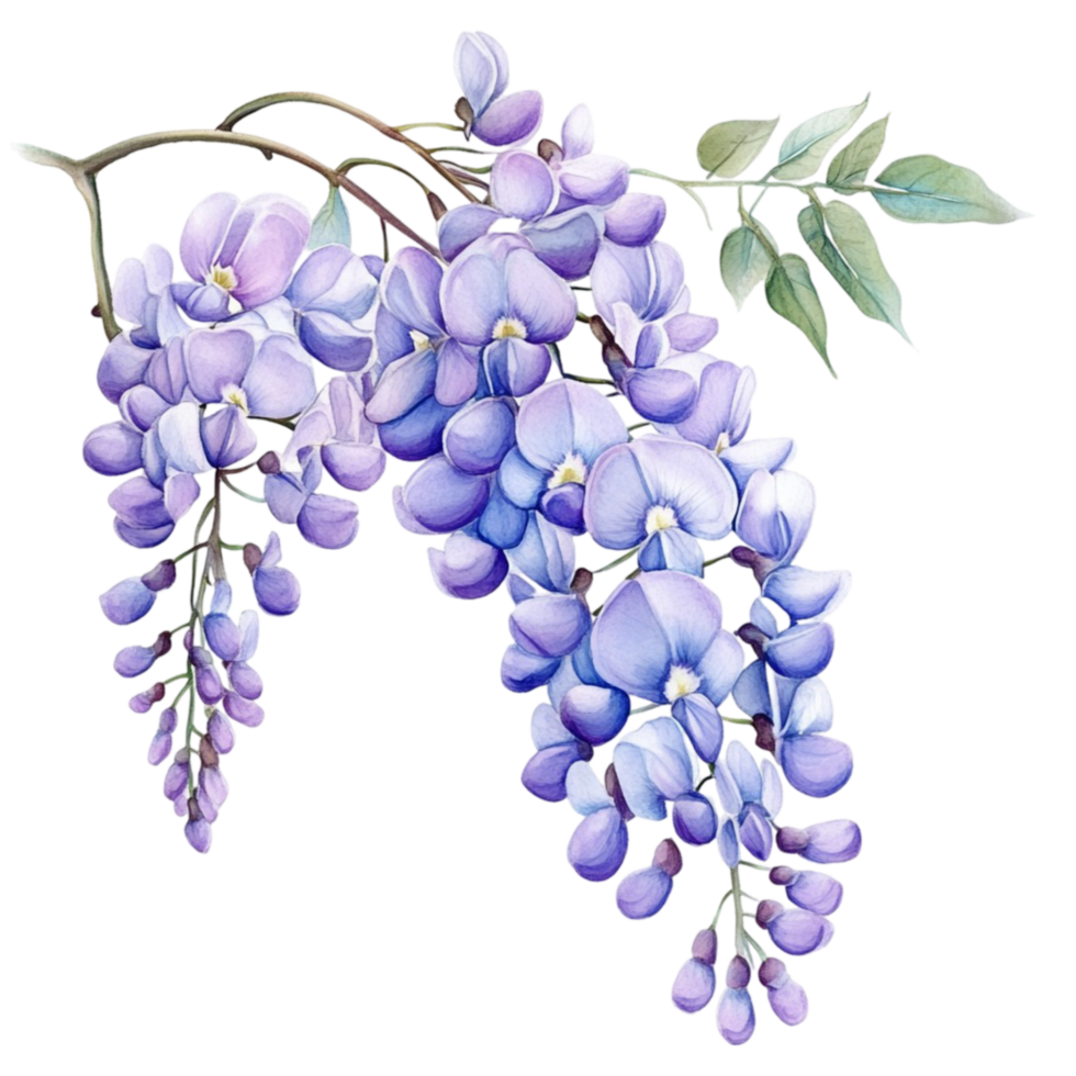 Wisteria Flowers with Leaves png