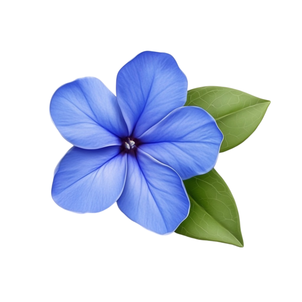 Delicate Blue Flower Close-Up png