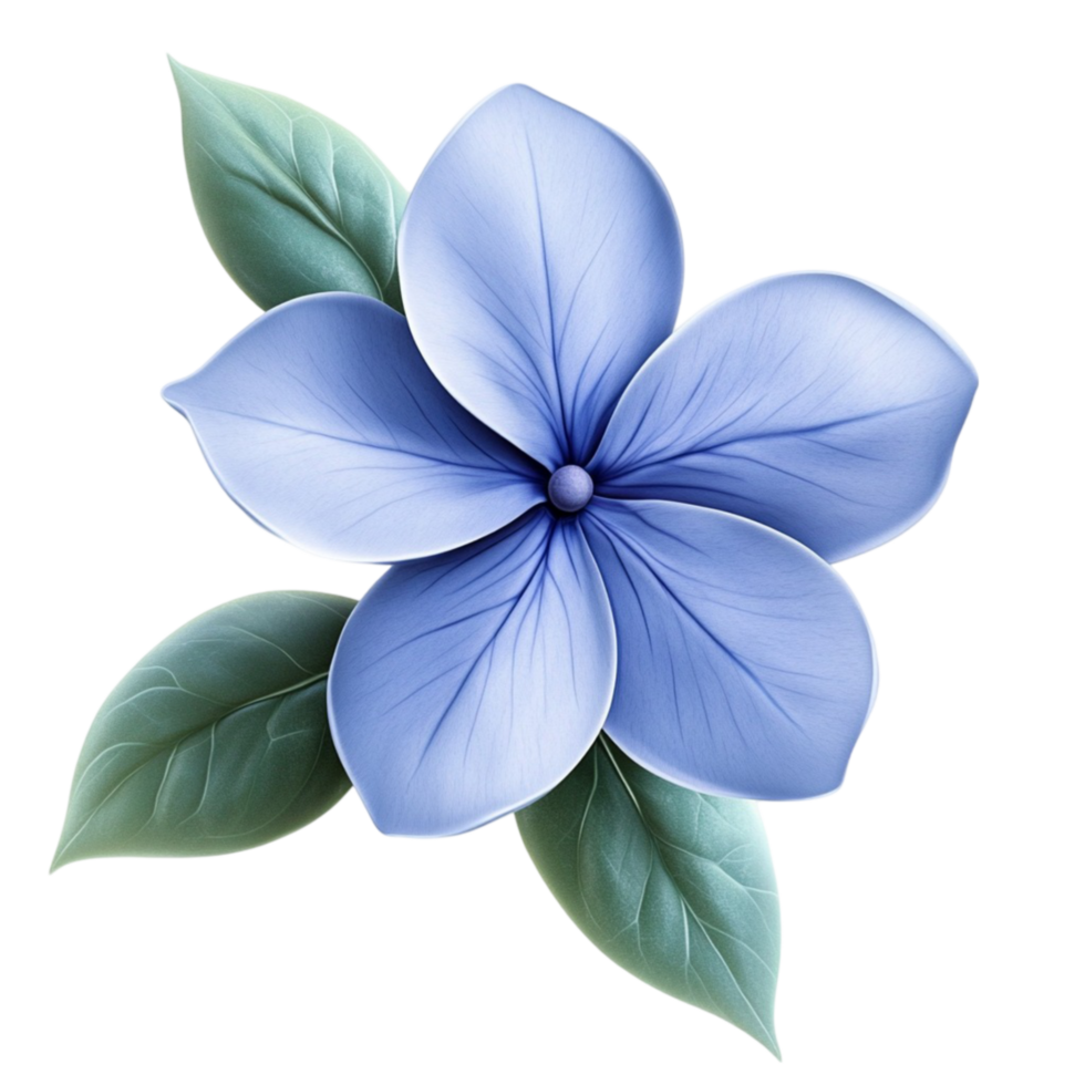 Blue Periwinkle Flower png
