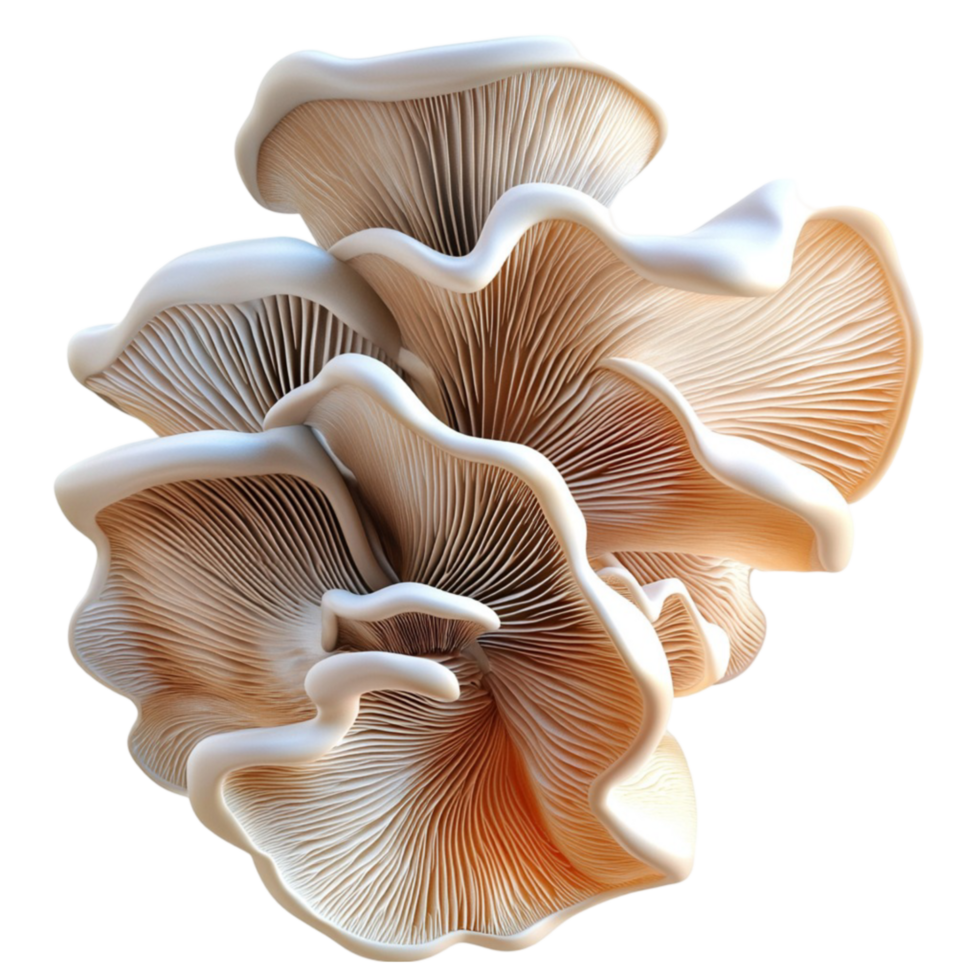 Single Brown Mushroom with Natural Texture Illustration png