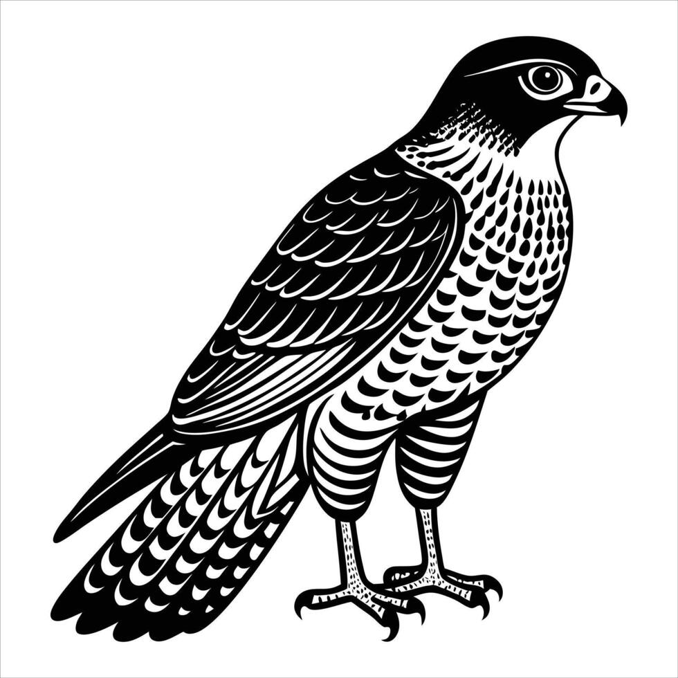 eurasian sparrowhawk bird vector