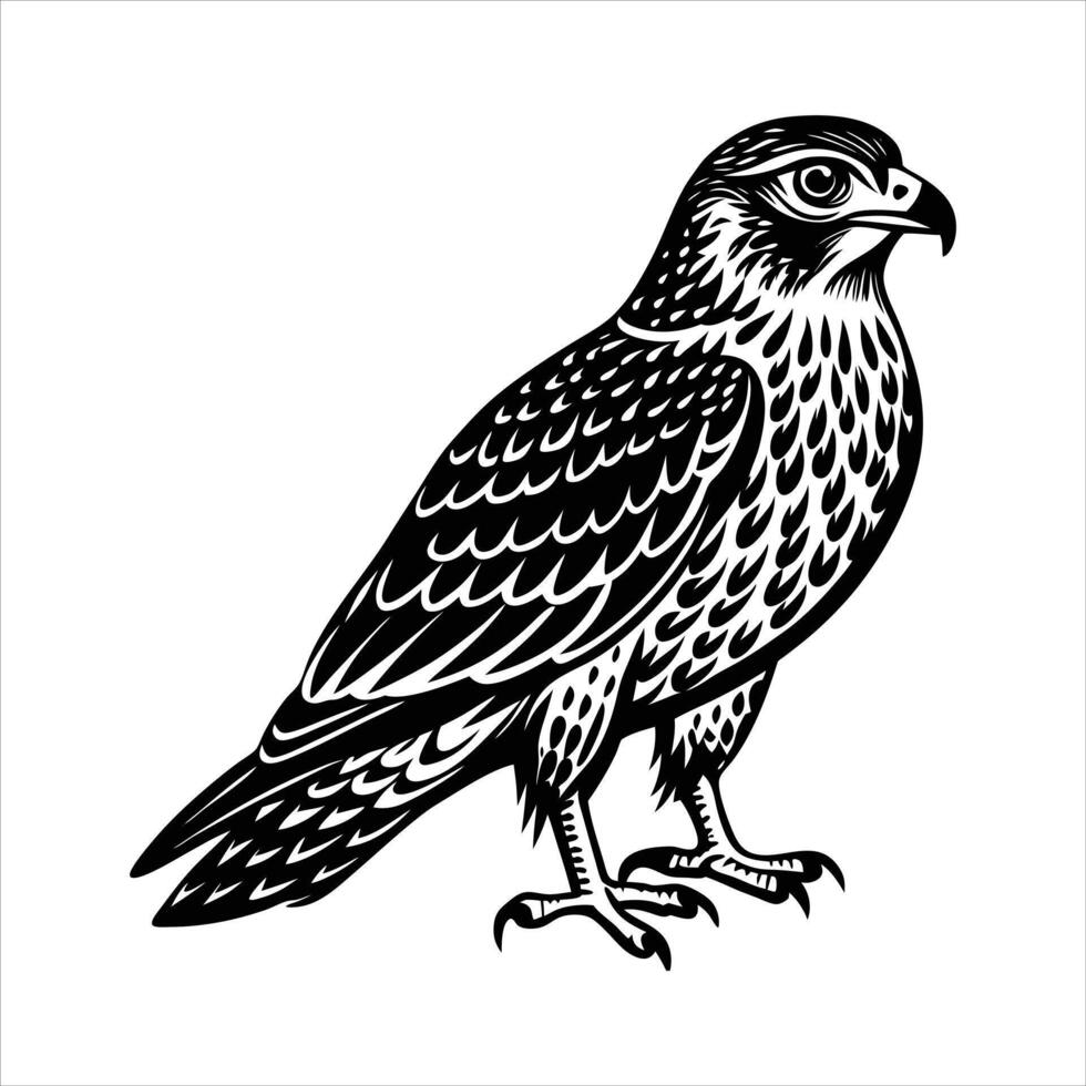 Buteo Bird Images vector