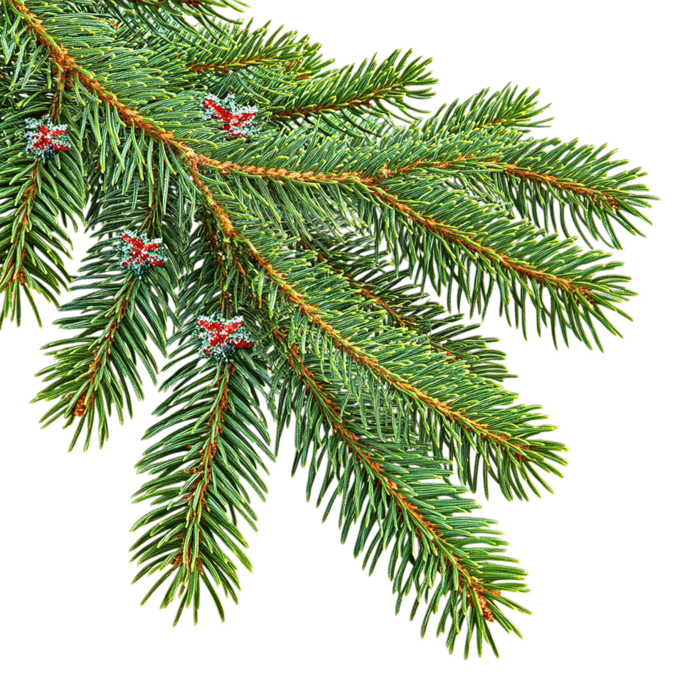 Green Spruce Branch Winter Festive Decor Xmas red pine tree dark plant png