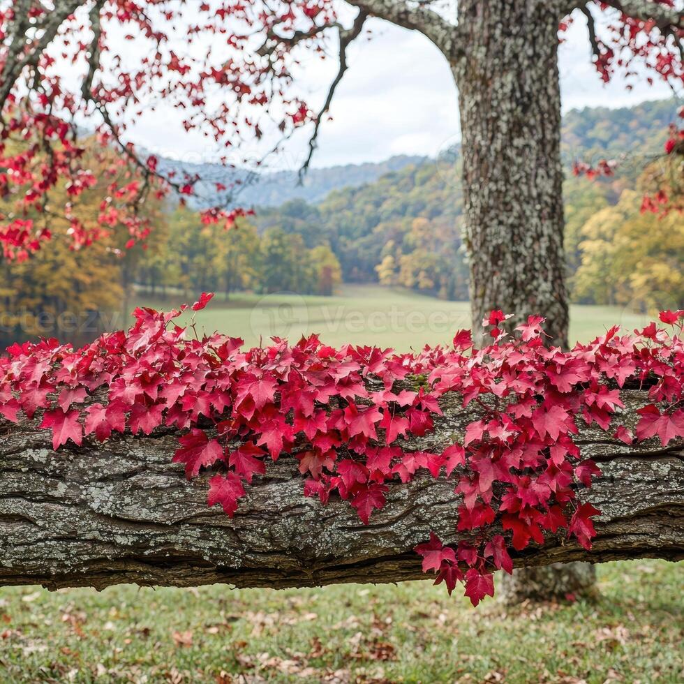 Autumn leaves on a fallen tree in a field photo