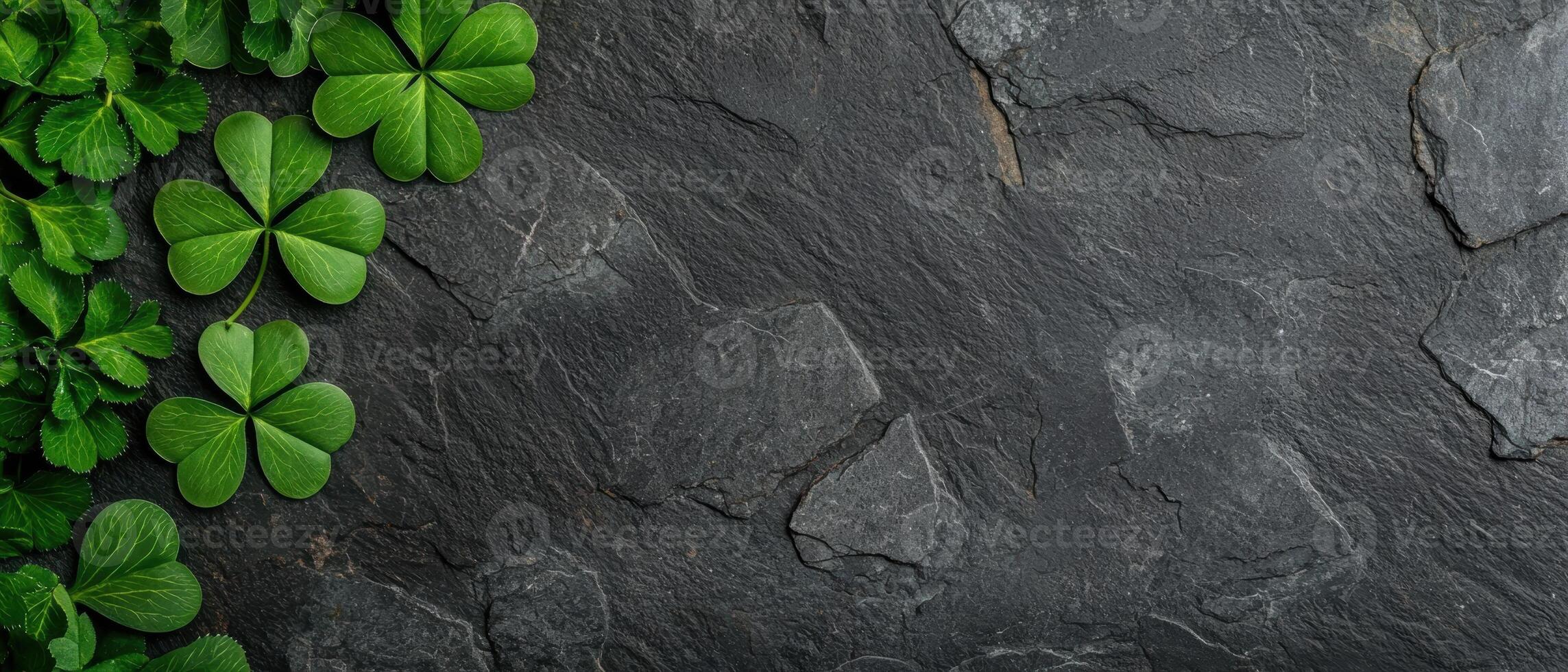 Green shamrocks on a dark stone background for St Patricks Day photo