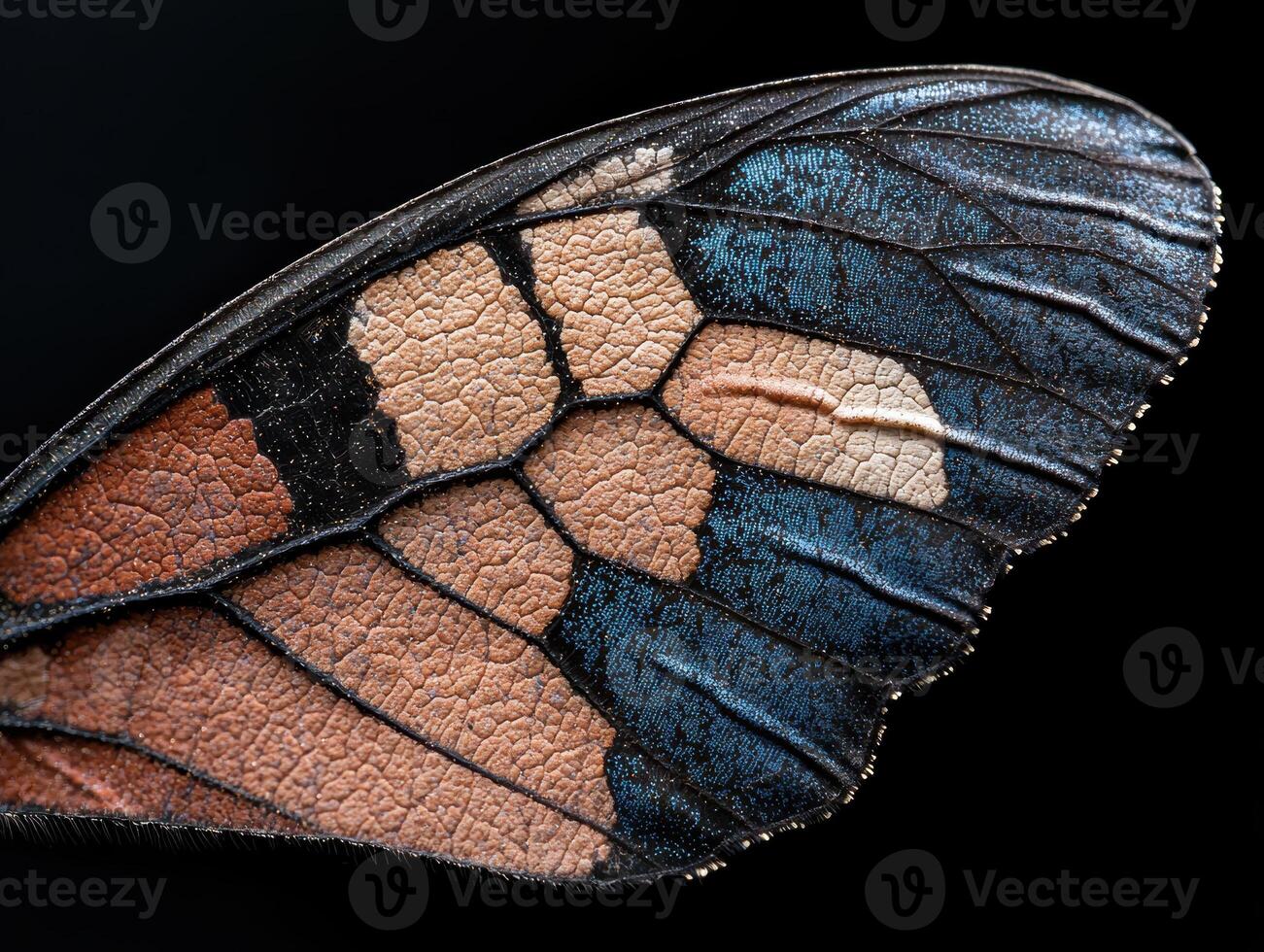 Detailed macro of a butterfly wing showing intricate patterns and textures photo