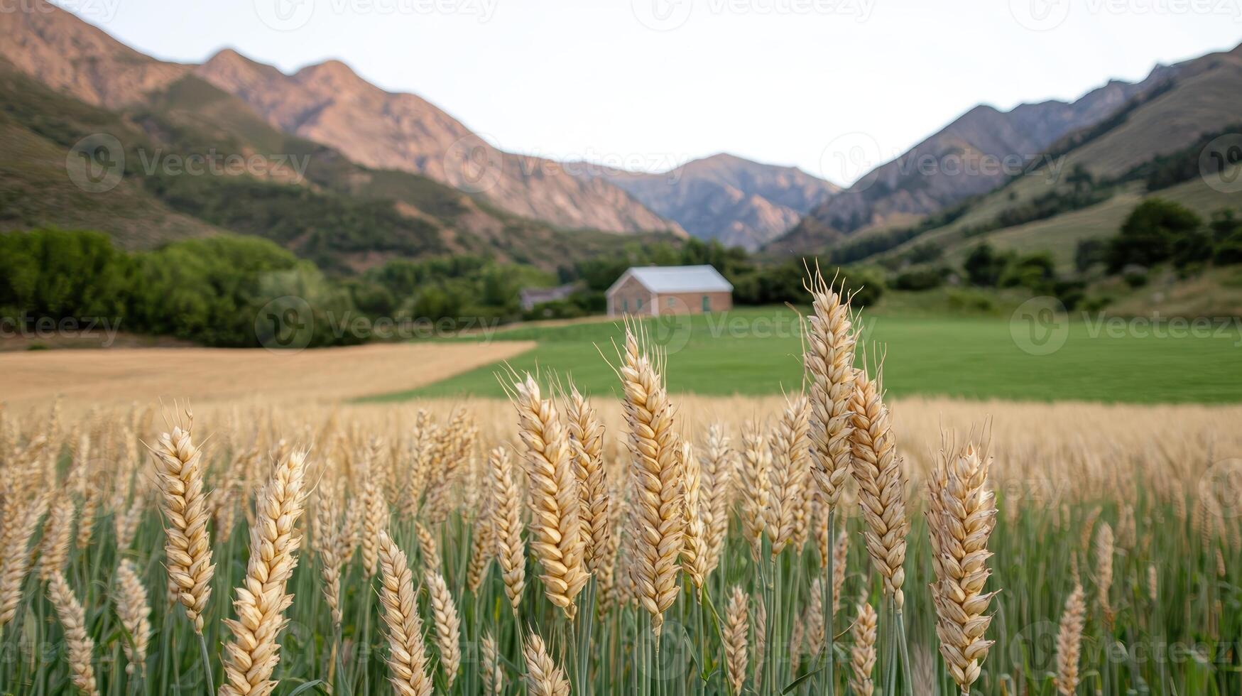 Golden wheat field in a valley with mountains in the background photo