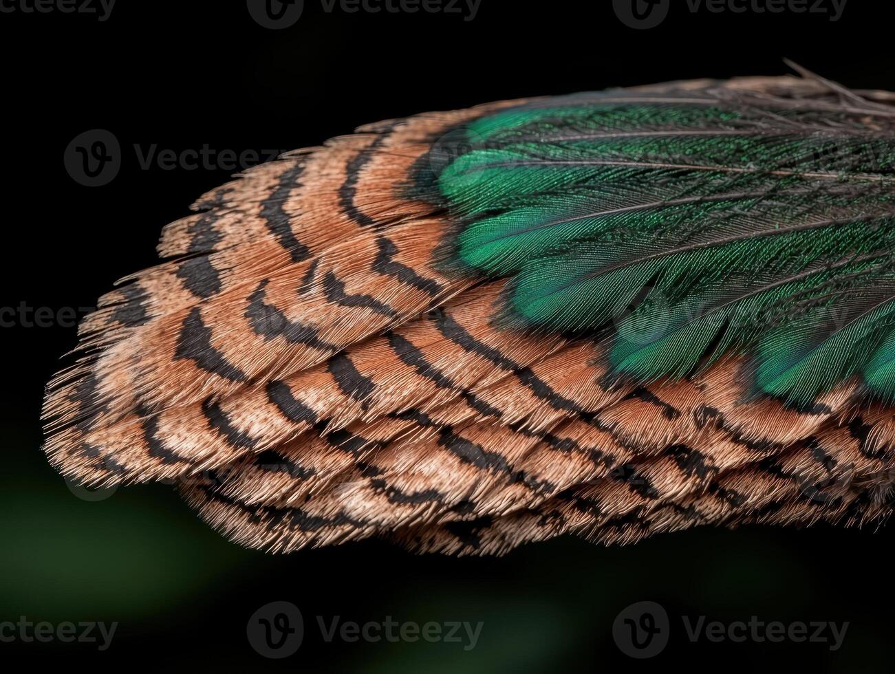 Close up of iridescent green and brown pheasant feathers photo