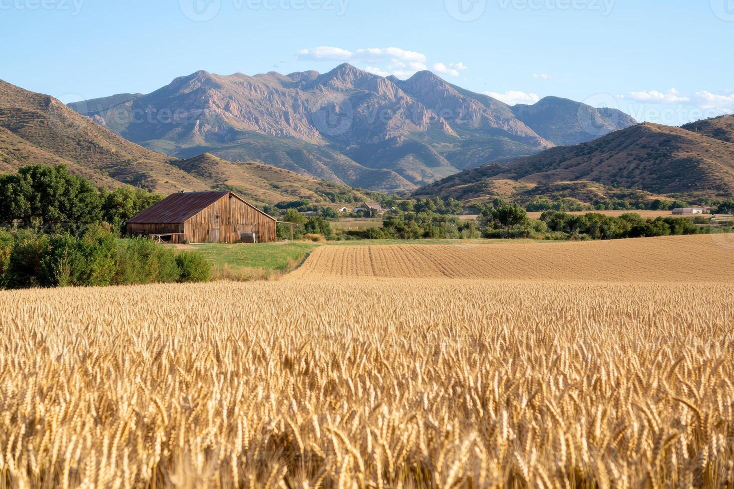 Golden wheat field with barn and mountains in the background photo