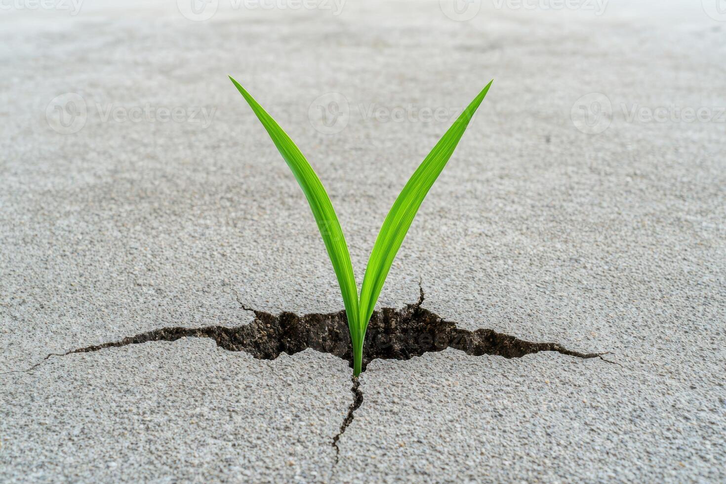 A blade of grass grows through a crack in concrete photo