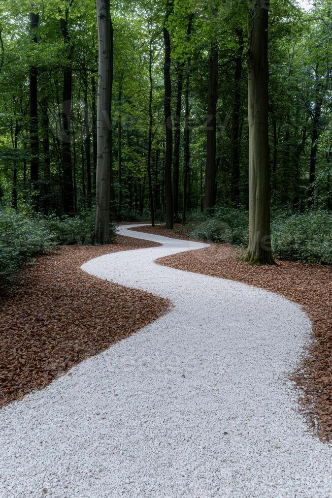 Winding white gravel path through a lush green forest photo