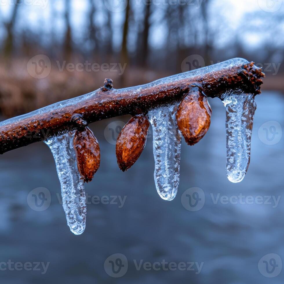 Frozen branch with ice covered buds hanging over a stream photo
