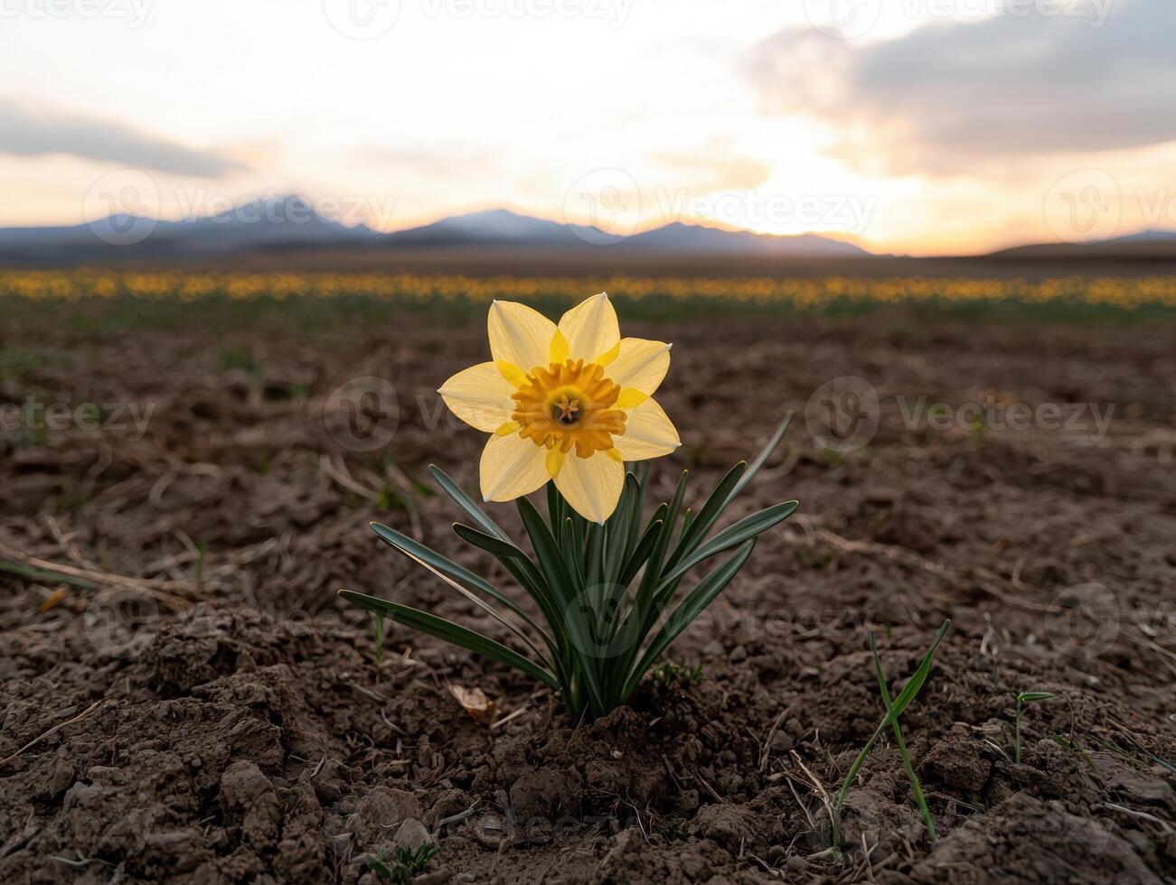 A single daffodil blooms in a field at sunset photo