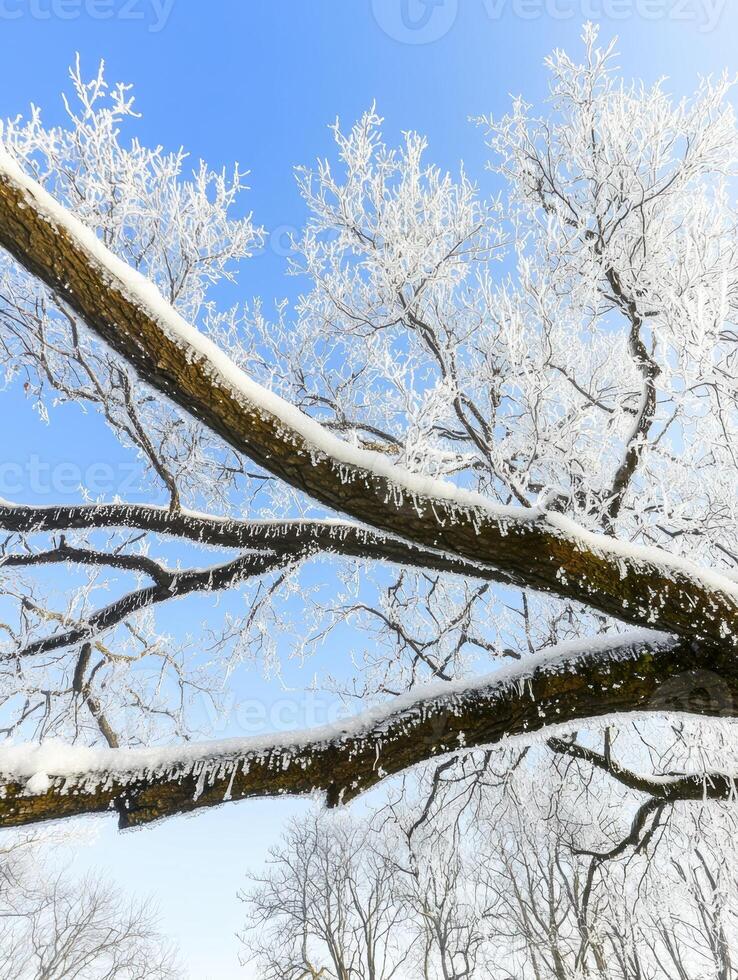 Winter tree branches covered in snow against a blue sky photo