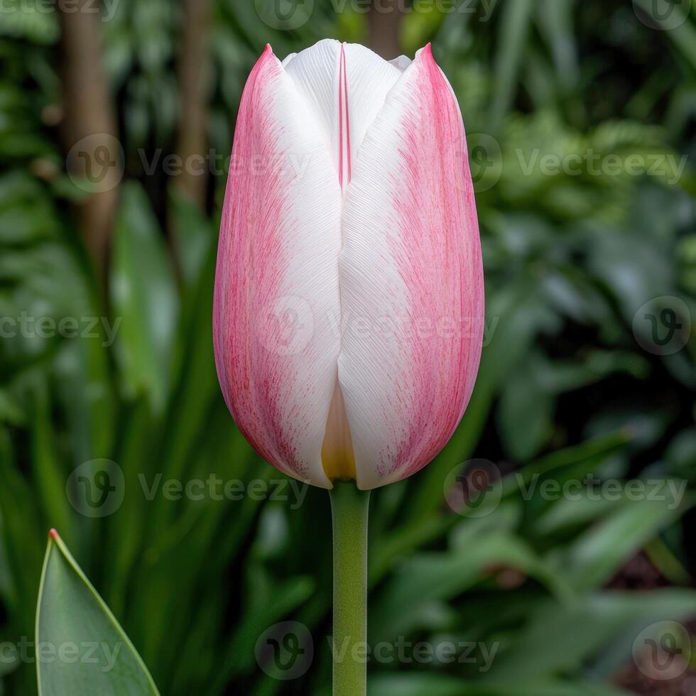 Close up of a pink and white tulip flower in bloom photo