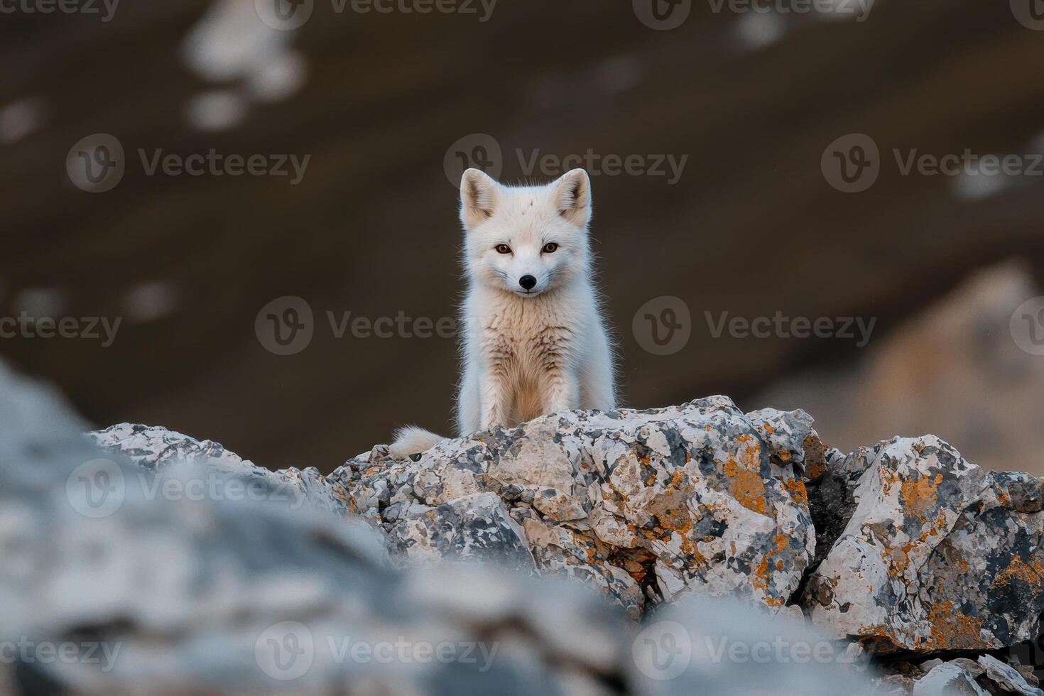 Arctic fox sitting on rocks looking at the camera photo