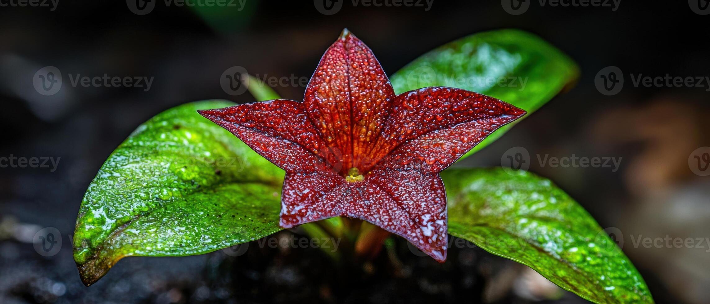 Close up of a star shaped flower with water droplets on its petals photo